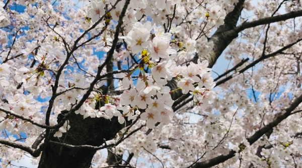 袋川桜