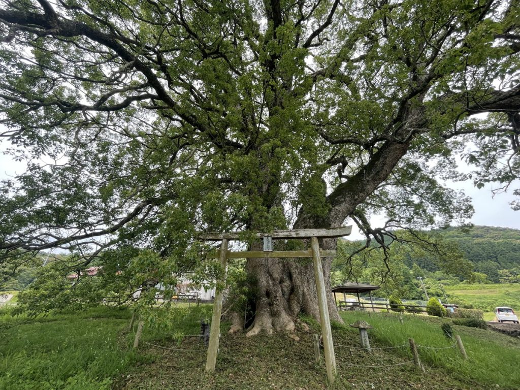 島根で一番大きな木　人生で一度は訪れたいスポット　津和野町　島根県観光スポット　島根県面白スポット　感動スポット　首相官邸