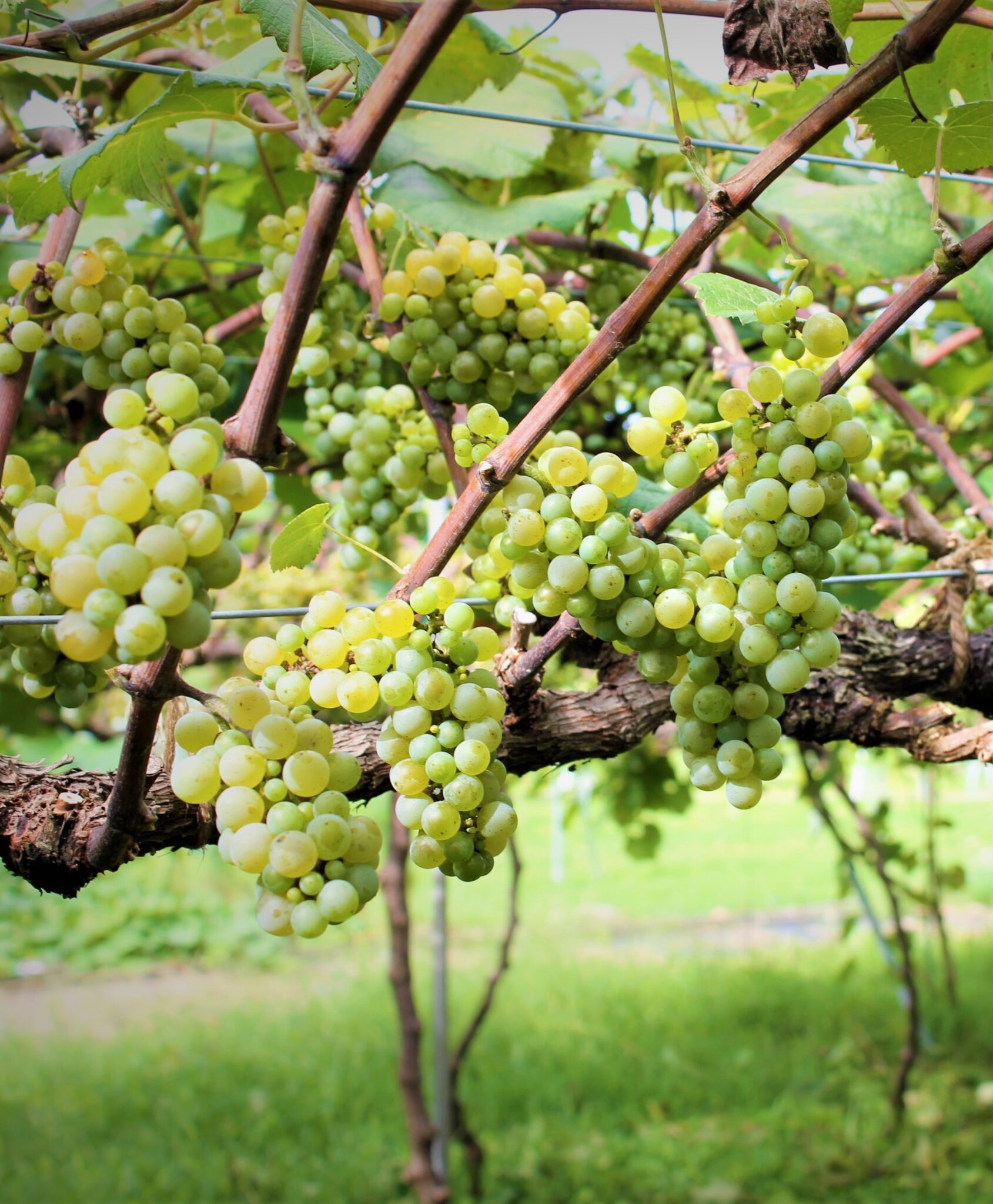 【兎ッ兎ワイナリー】超低温発酵にこだわるフルーティーなワイン！ワイナリー見学も！｜鳥取市 nana（ナーナ）｜鳥取・島根のグルメ、お
