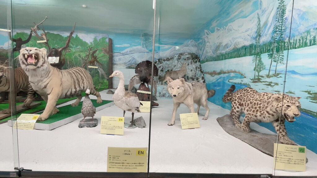 津山自然の不思議館　津山博物館　自然博物館　日本の珍スポット　珍スポット　岡山珍スポット　動物のは岡山観光おすすめ