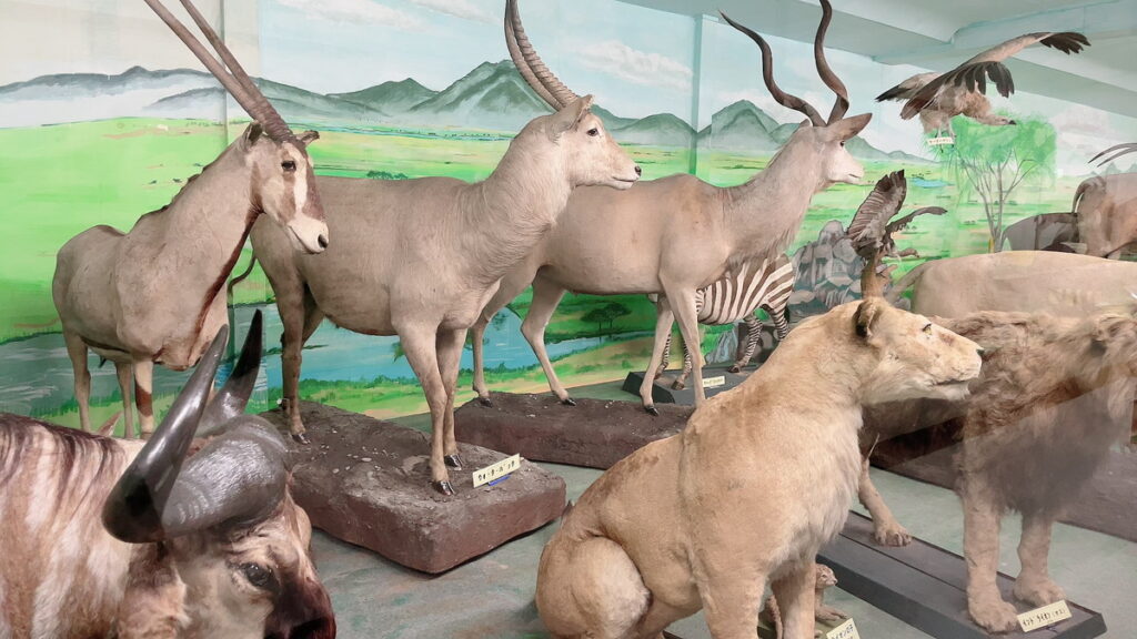 津山自然の不思議館　津山博物館　自然博物館　日本の珍スポット　珍スポット　岡山珍スポット　動物のは岡山観光おすすめ