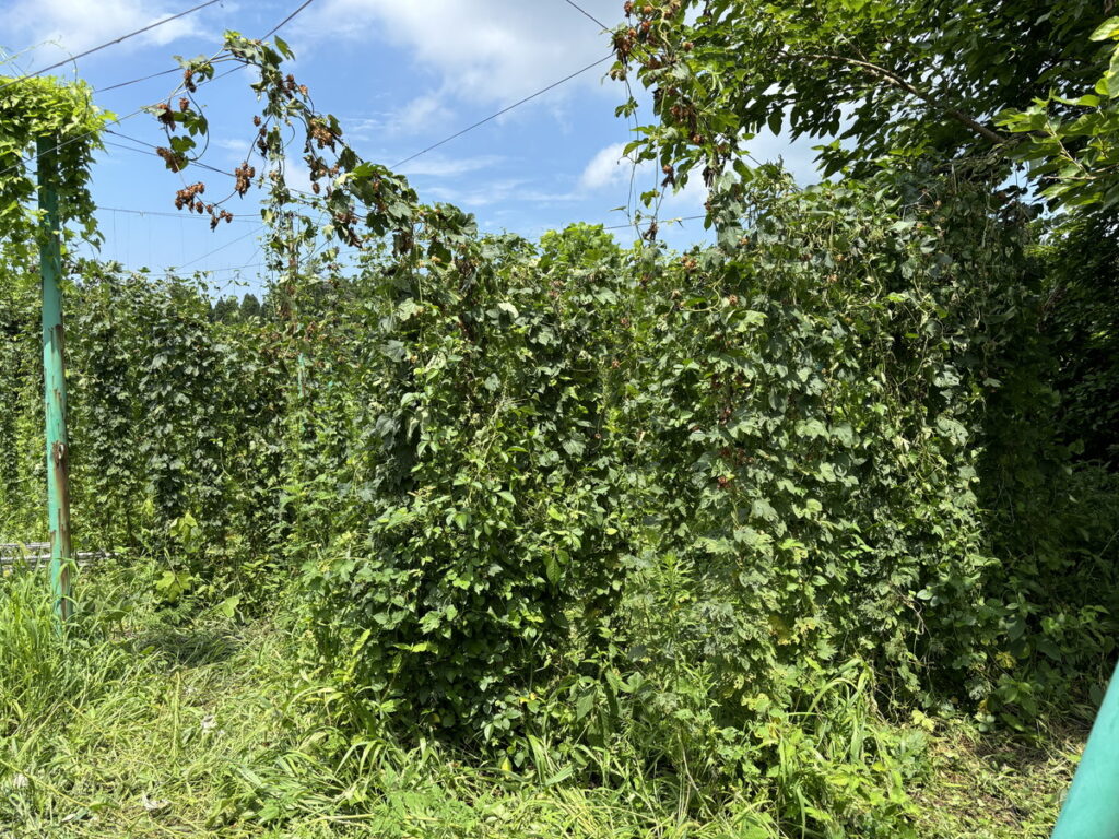 大山Gビール　ビール工場　ビール工場見学　ブルワリー見学　鳥取の工場見学　ビアホフガンバリウス　ガンバリウス　ビール飲み放題　大人の工場見学