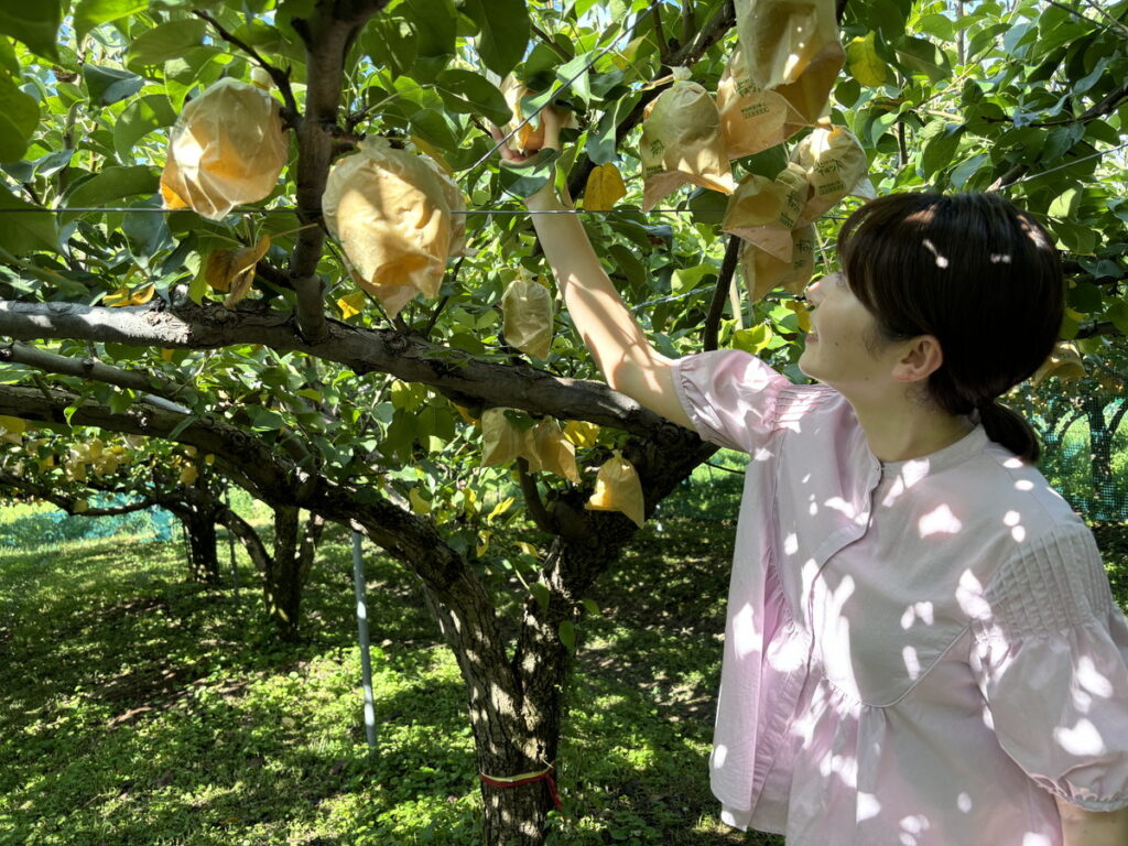 梨狩り　なし狩り　はっとうフルーツ観光園　鳥取梨狩り　岡山フルーツ狩り　大阪フルーツ狩り　大阪関西万博　秋　季節のイベント