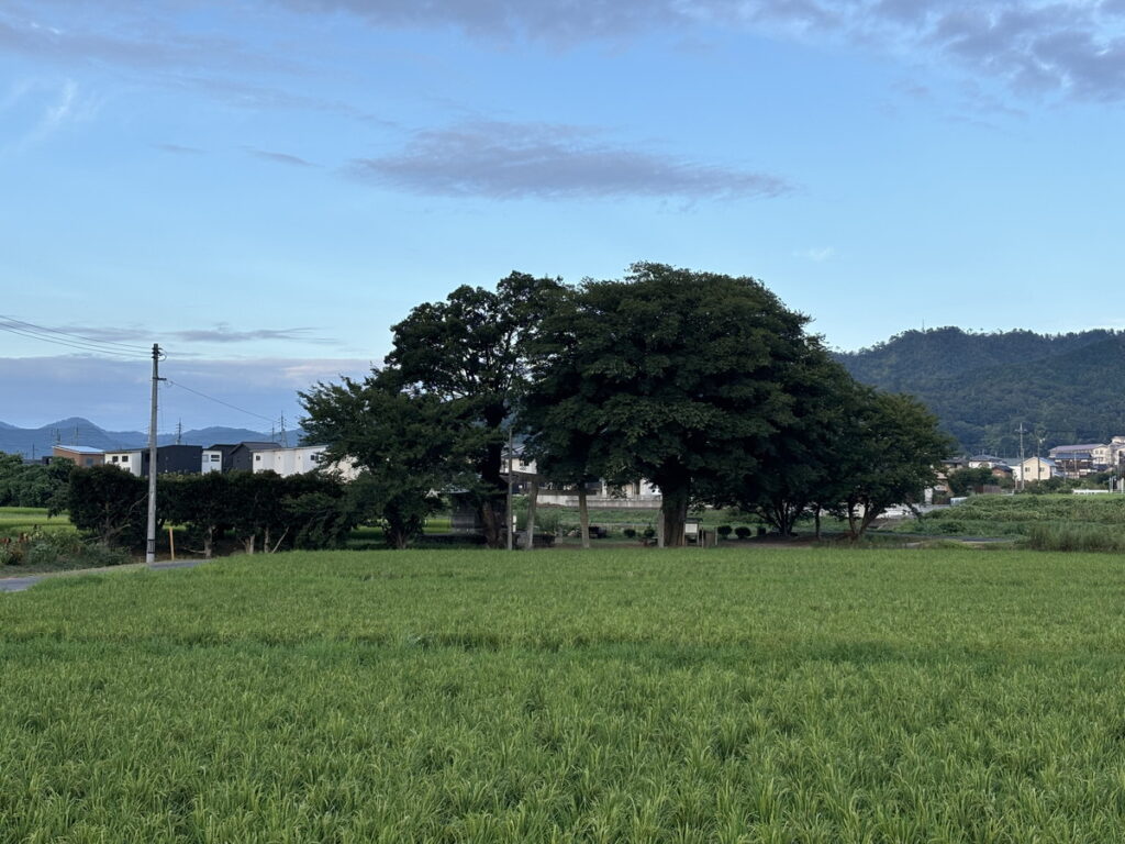 白兎神社　福本白兎神社　鳥取神社　人気の神社　ウサギの聖地　ウサギの神社　ウサギみくじ　おみくじ　白兎神社　御朱印　御朱印長　御朱印集め