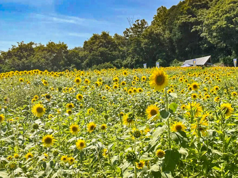 細い山道を通り抜けた先にある、10万本のヒマワリ畑。地元住民手づくりの圧巻の景色が見られる穴場スポット